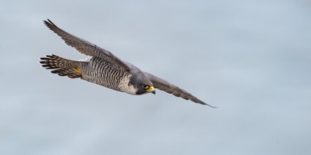 Legal eagle: dual roles, dual risks: freight forwarders as transporters and insurance arrangers