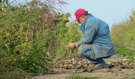 TT Talk - Urgent action: identifying the real pest risk