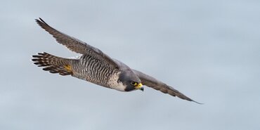 TT Talk: Legal Eagle - Places of Refuge and Risk Management: Insights from CMA CGM VERLAINE