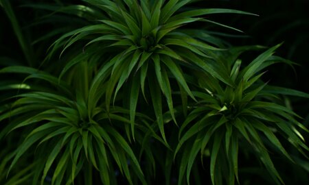 The Tribology of Plant-Based Natural Fibre Polymer Composites