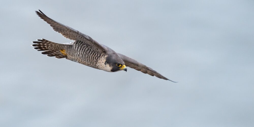 TT Talk - Legal Eagle: A collateral payment for damaged cargo does not affect a damage claim