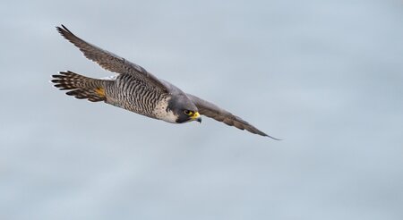 TT Talk - Legal Eagle: A collateral payment for damaged cargo does not affect a damage claim