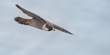 TT Talk - Legal Eagle: A collateral payment for damaged cargo does not affect a damage claim