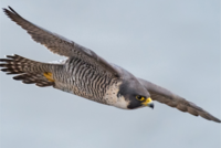 TT Talk - Clarifying the operation of time-bars